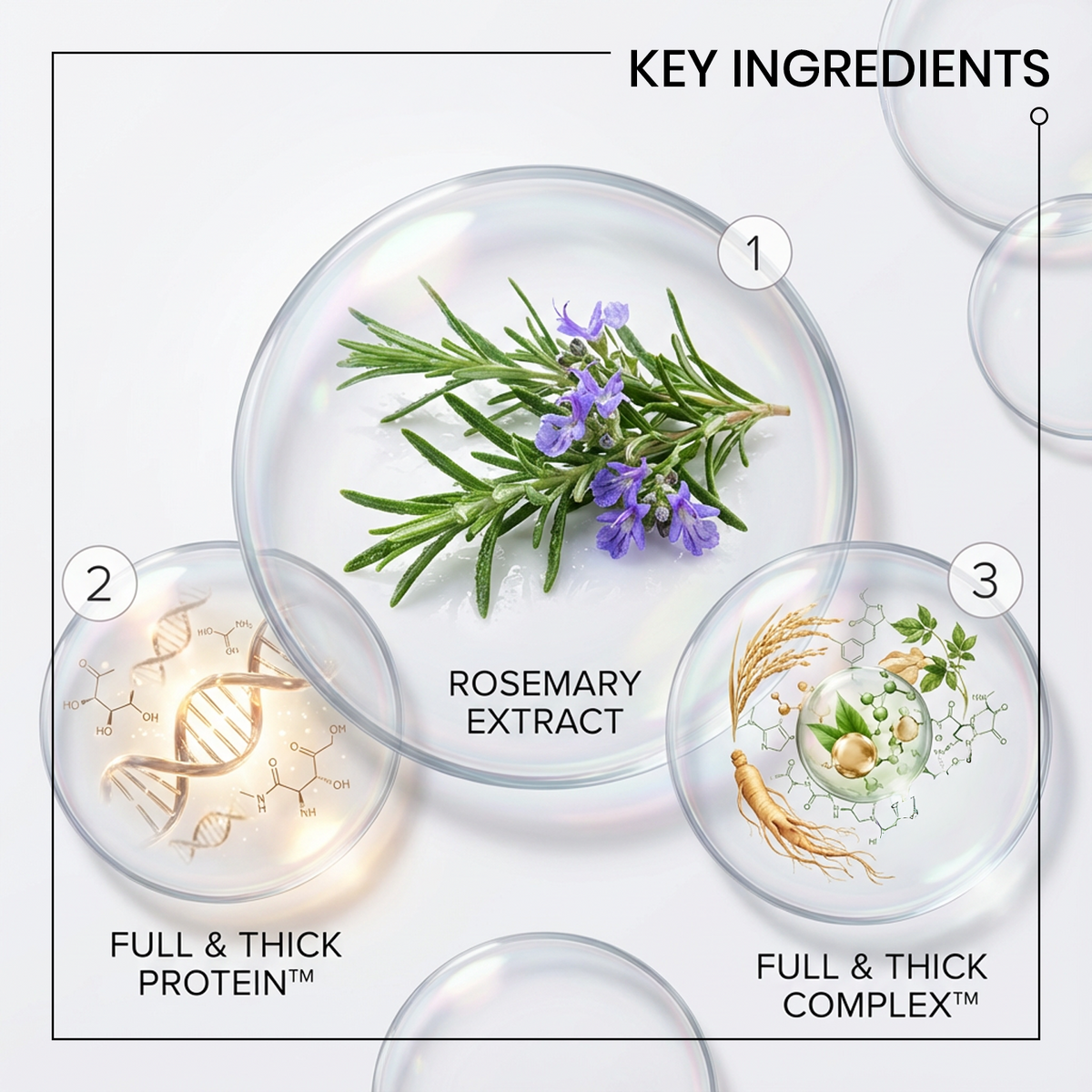 An infographic titled 'KEY INGREDIENTS' showing three clear petri-dish-style panels labeled 1, 2, and 3 with rosemary extract, full & thick protein, and full & thick complex ingredients, plus numbered callouts 1 and 2.