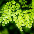Maidenhair Fern Extract