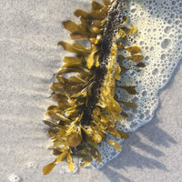 Marine Algae Complex (Pelvetia & Laminaria)