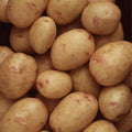  Potato Glycoproteins