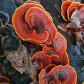  Reishi Mushroom Extract