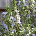Rosemary Extract