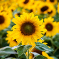 Sunflower Seed Oil